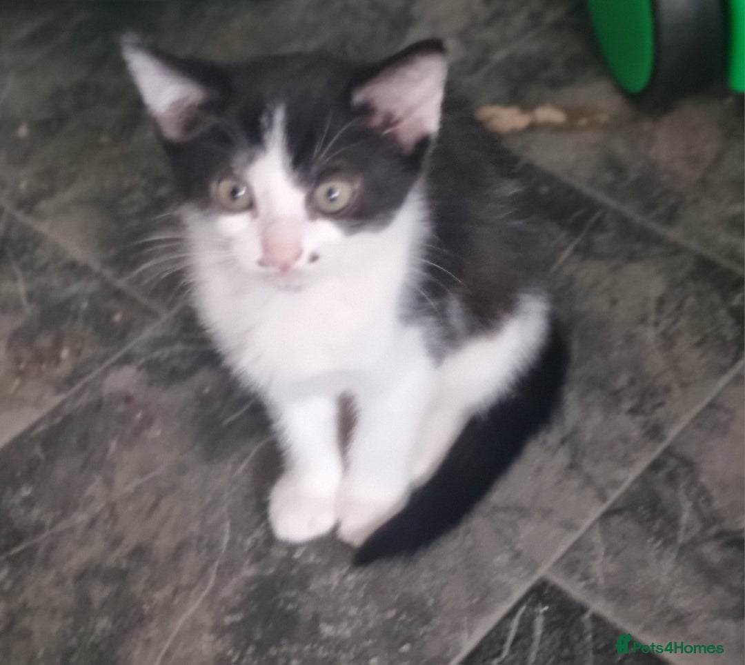 Mixed Breed cats for sale: Kittens  - Image 3