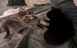 Mixed Breed cats for sale: 7 Gorgeous mixed kittens - Image 11