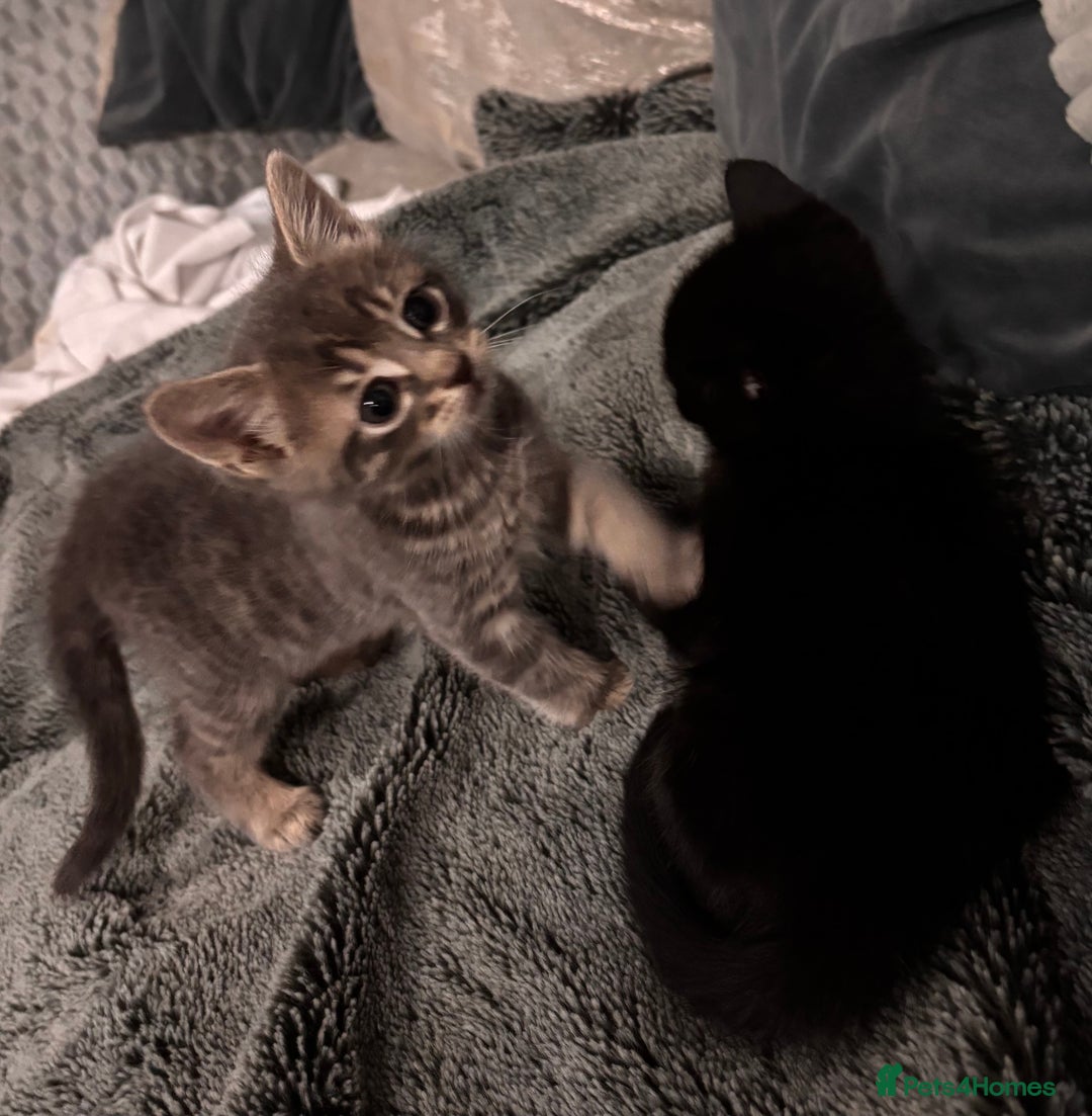 Mixed Breed cats for sale: 7 Gorgeous mixed kittens - Image 11