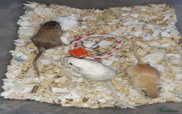 Gerbil rodents for sale: Super friendly gerbils from hobby breeder  - Image 28