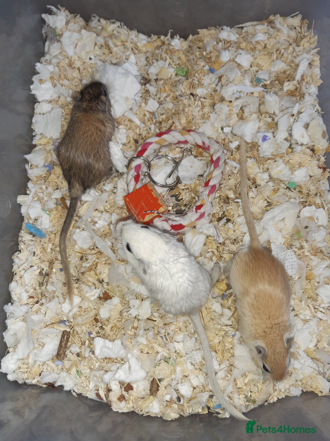 Gerbil rodents for sale: Super friendly gerbils from hobby breeder  - Image 28