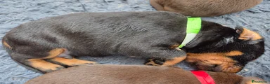 Dobermann 1 