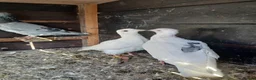 Pigeons birds for sale: young racing pigeons  - Advert 4