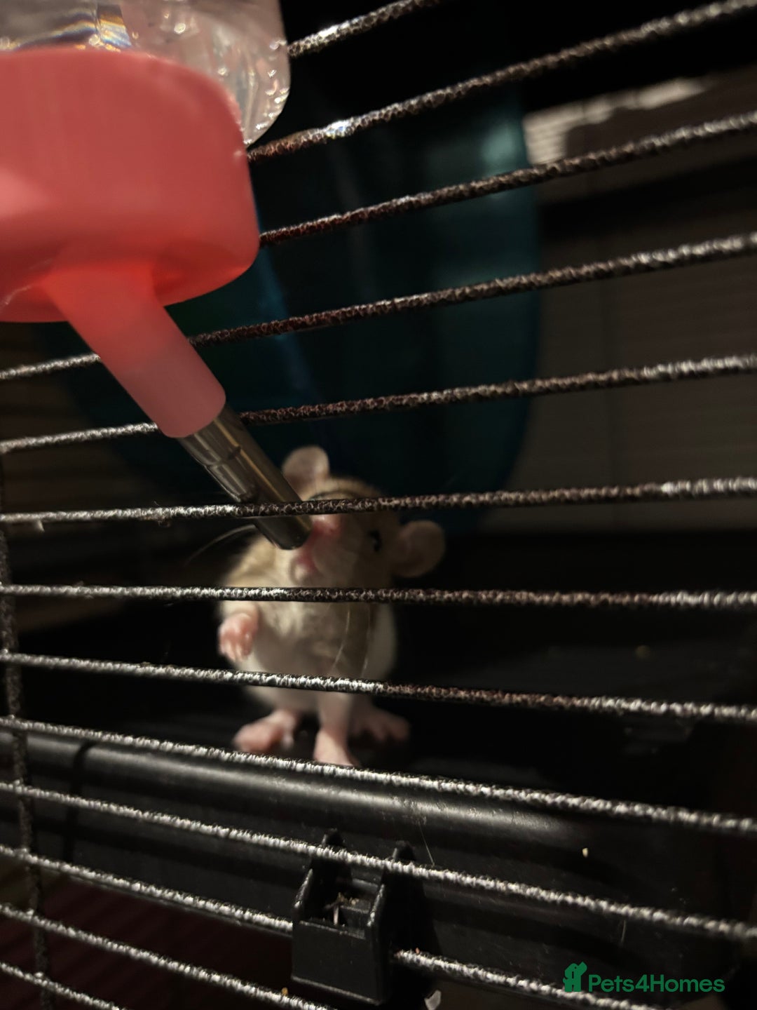 Rat rodents for sale: baby rats for sale GOING FAST.  - Advert 10