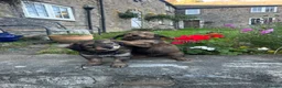 Bordoodle dogs for sale: Bordoodle 2 is the only remaining pup - Advert 25