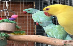 Ringnecks birds for sale: Indian Ringneck for Sale - Image 3