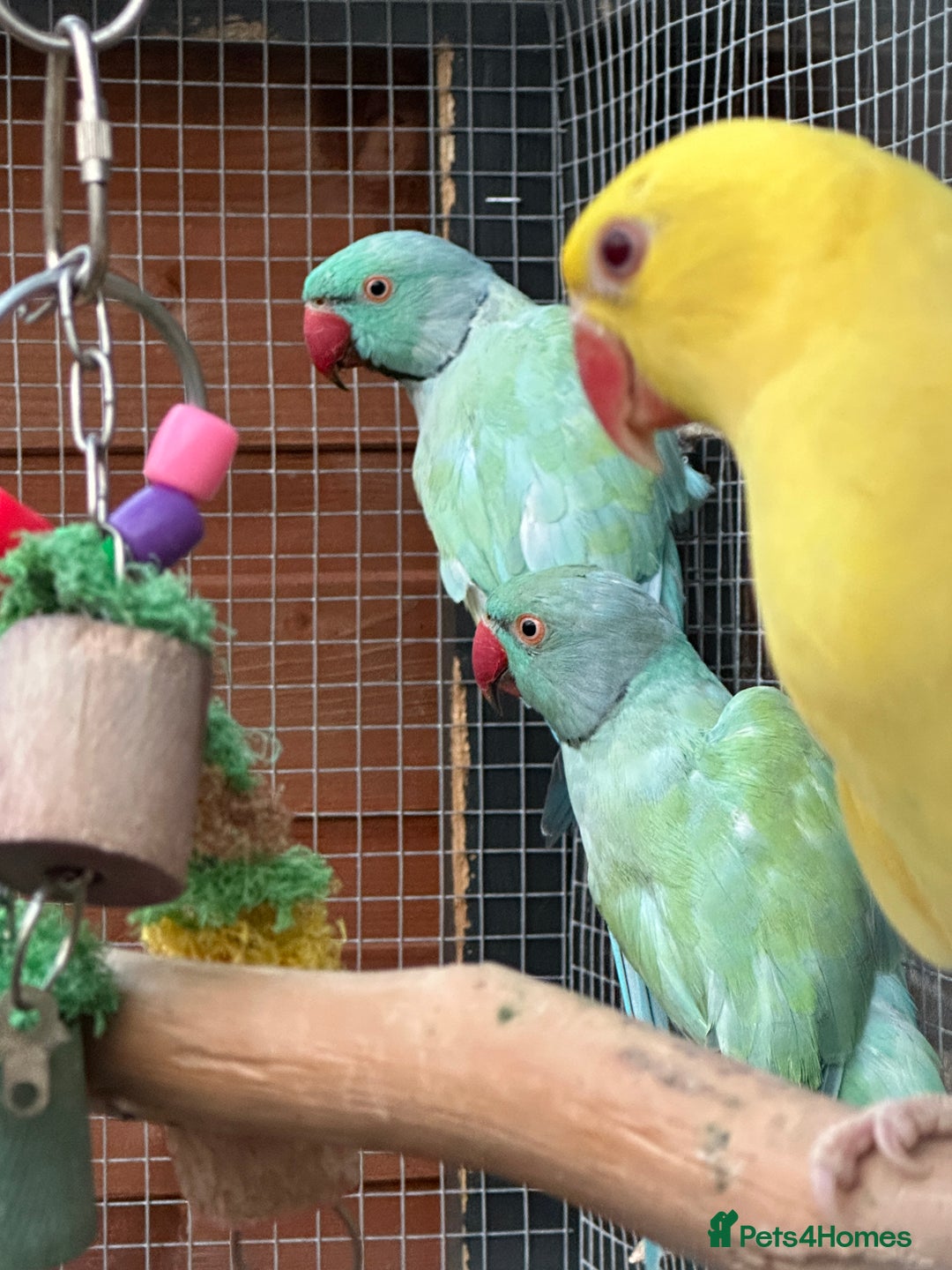 Ringnecks birds for sale: Indian Ringneck for Sale - Image 3