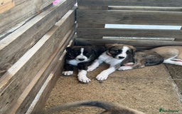 Mixed Breed dogs for adoption: Forest Gumps Litter - Image 14