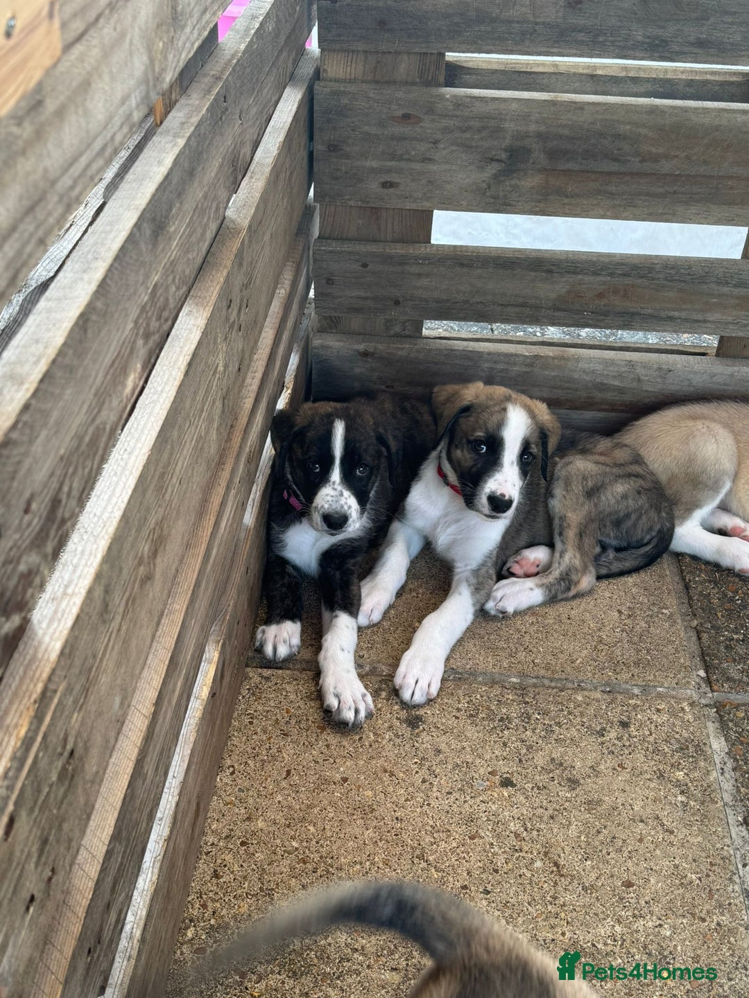 Mixed Breed dogs for adoption: Forest Gumps Litter - Image 14