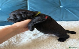 Miniature Schnauzer dogs for sale: Beautiful litter of Miniature Shnauzers  - Image 18
