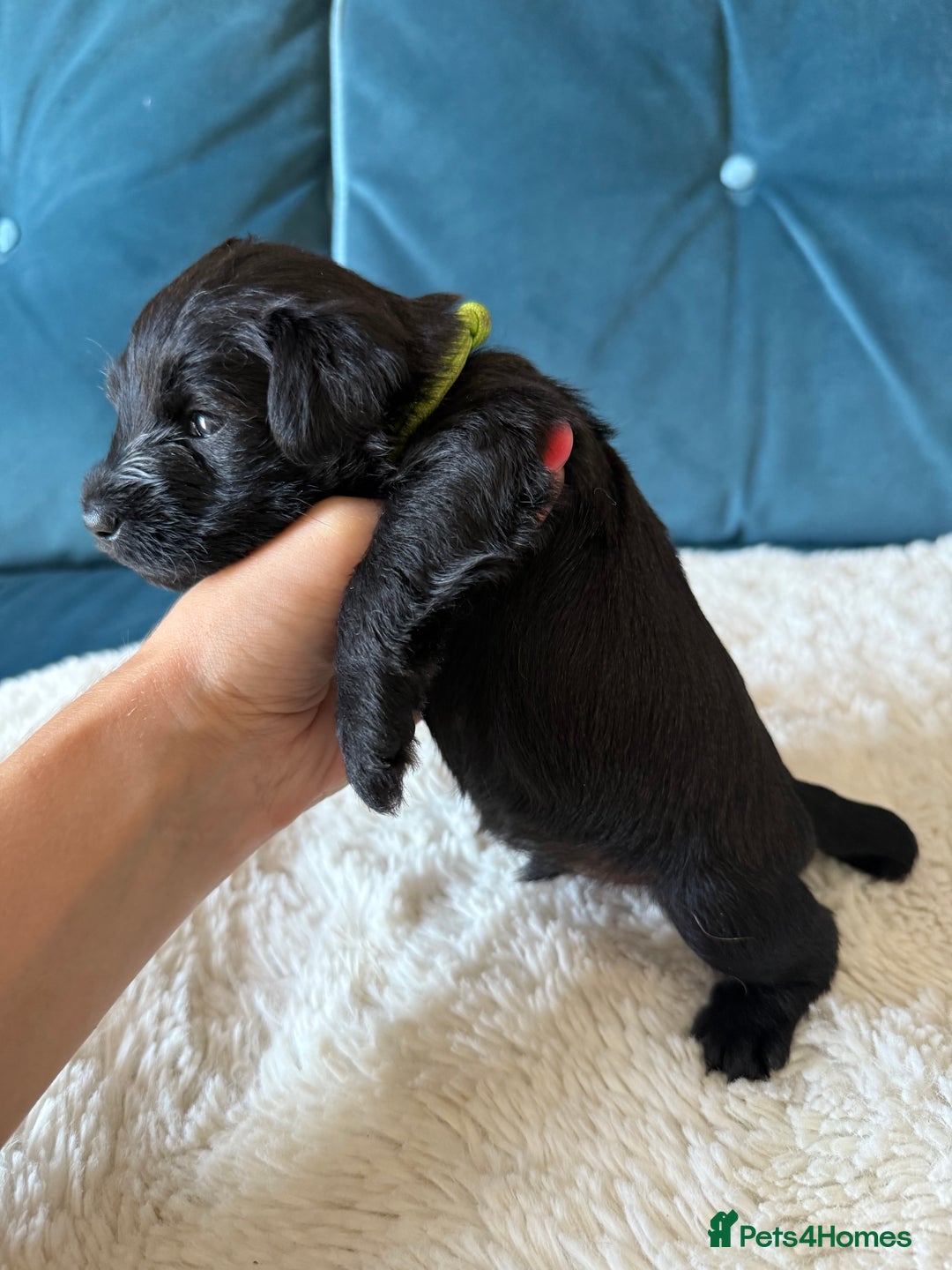 Miniature Schnauzer dogs for sale: Beautiful litter of Miniature Shnauzers  - Image 18