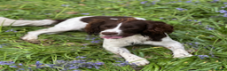 English Springer Spaniel dogs for stud: KC Reg Health Tested Springer Spaniel Stud Dog - Advert 12