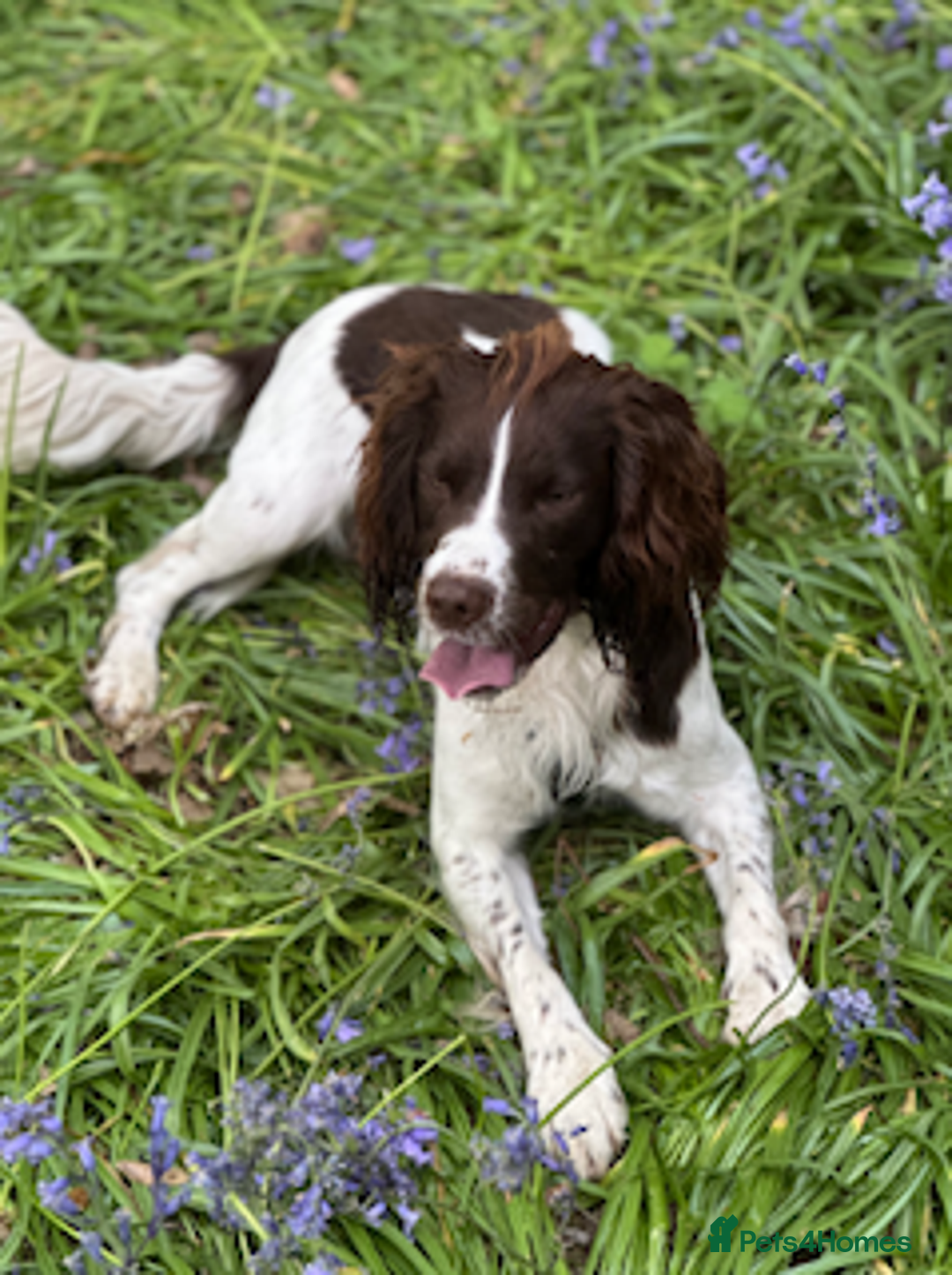 English Springer Spaniel dogs for stud: KC Reg Health Tested Springer Spaniel Stud Dog - Advert 12