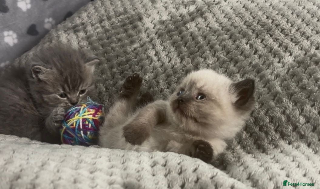 British Shorthair cats Beautiful rainbow 🌈 litter of bsh kittens  - Advert 2