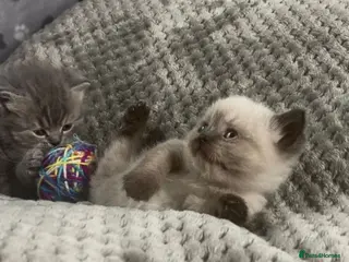 British Shorthair cats Beautiful rainbow 🌈 litter of bsh kittens - Advert 2