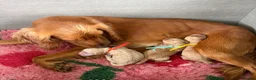 Cocker Spaniel dogs for sale: Stunning cocker spaniel pups  - Advert 2