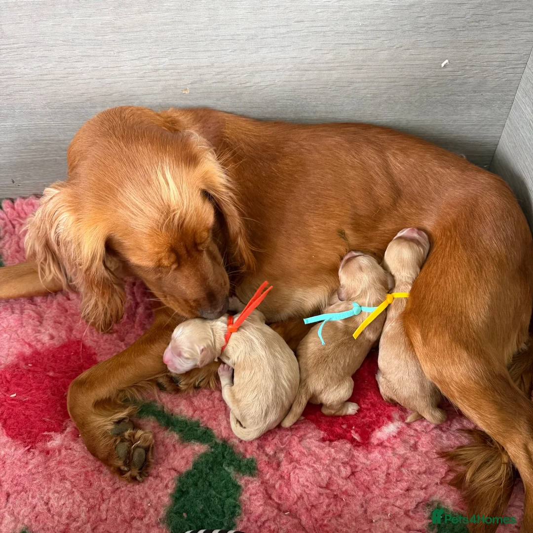 Cocker Spaniel dogs for sale: Stunning cocker spaniel pups  - Advert 2
