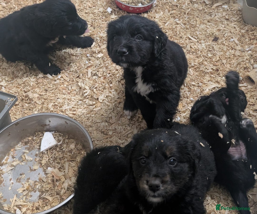 Mixed Breed dogs for sale:  berneses moutain dog x golden retriever - Advert 6