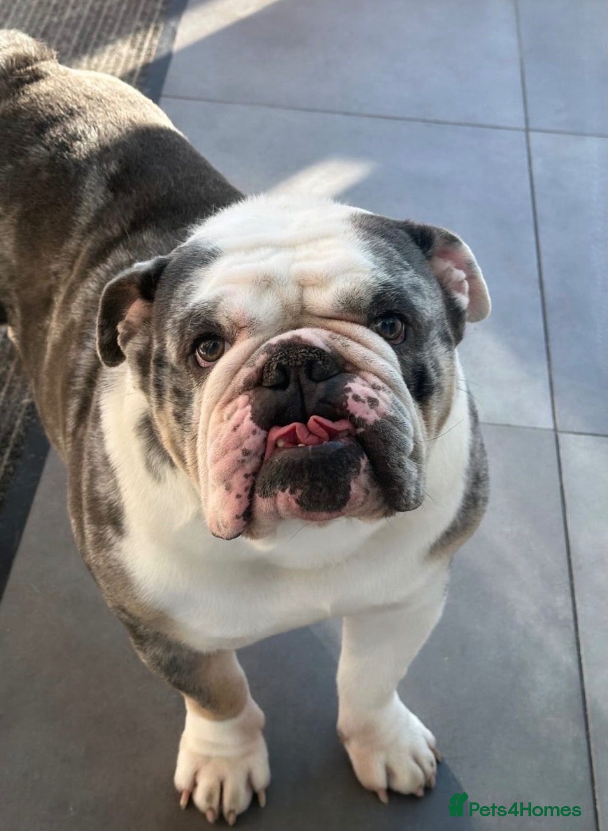 English Bulldog dogs Buster – Blue Merle Tri Stud - Advert 16
