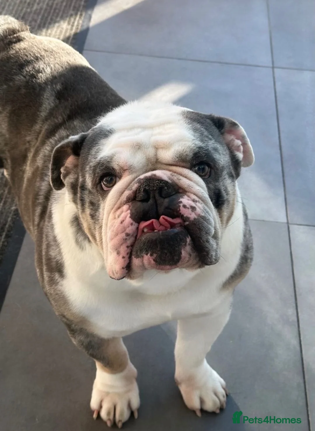 English Bulldog dogs for stud: Buster – Blue Merle Tri Stud - Advert 1