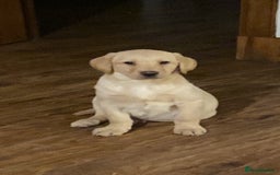 Labrador Retriever dogs for sale: Chunky Labradors ready now - Image 23
