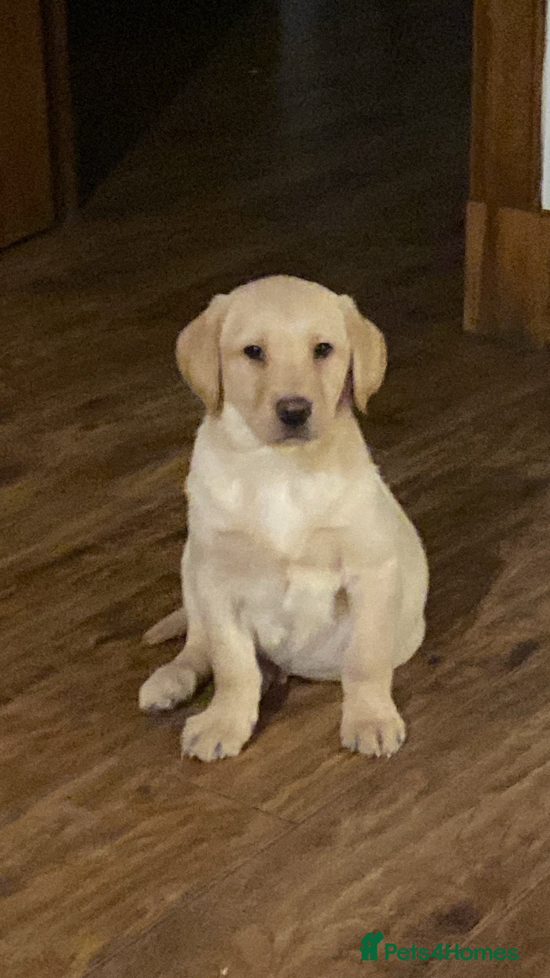 Labrador Retriever dogs for sale: Chunky Labradors ready now - Image 23