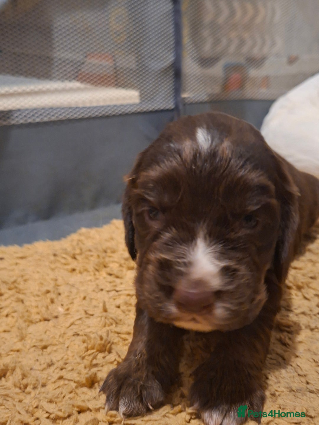 Mixed Breed dogs for sale: Beautiful Clumber spaniel x sprockers  - Image 4