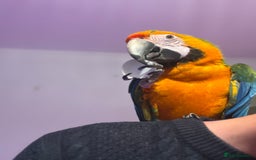 Macaws birds for sale: Catalina MACAW - Image 3