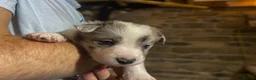 Border Collie dogs for sale: Border Collie Pups - Advert 27