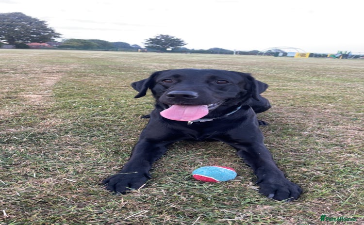 Labrador Retriever dogs - Advert 3