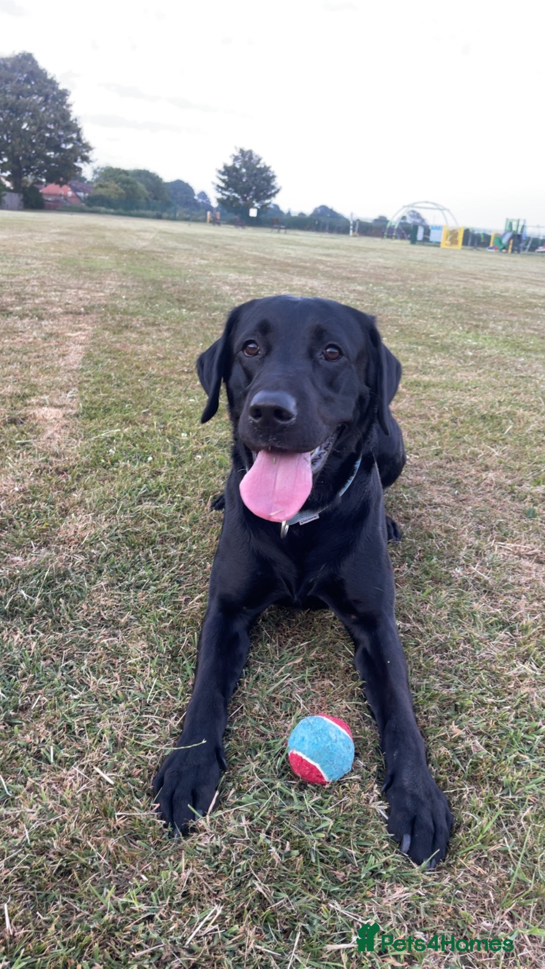 Labrador Retriever dogs for sale: Male Black Labrador  - Image 1