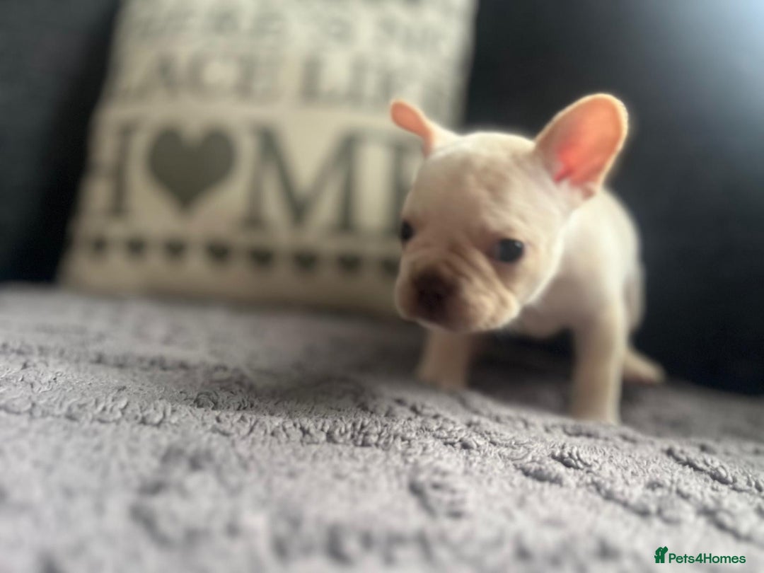 French Bulldog dogs for sale: French bulldog puppies  - Image 3
