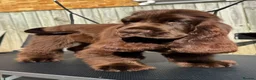Cocker Spaniel dogs for sale:  TRUE Top Quality Chocolate SHOW Cocker  - Advert 2