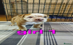 Mixed Breed dogs for sale: Beautiful Litter of 4 Puppies 🐶  - Image 8