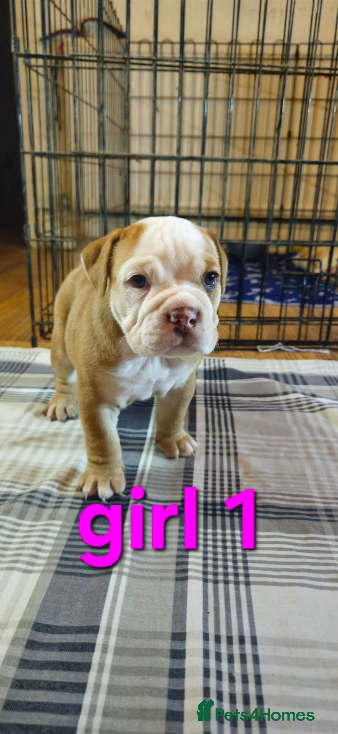 Mixed Breed dogs for sale: Beautiful Litter of 4 Puppies 🐶  - Image 8