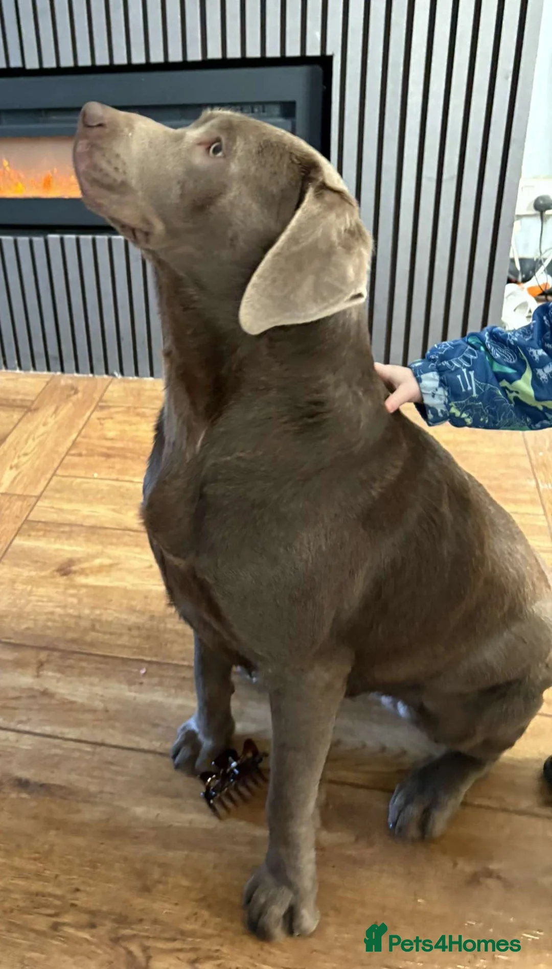 Labrador Retriever dogs for stud: KC Labrador stud - Advert 2