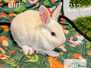 Rex rabbits ONLY 2 Mini rex females left to reserve - Advert 2