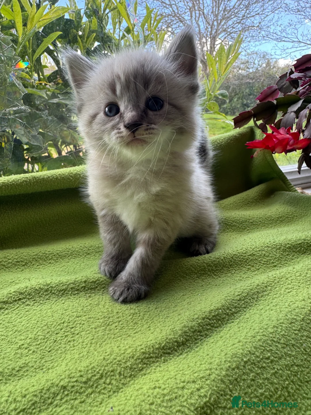 Mixed Breed cats for sale: Ragdoll/Ragdoll-Siamese Beautiful Kitten + chip - Advert 7