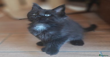 Maine Coon cats - Advert 11