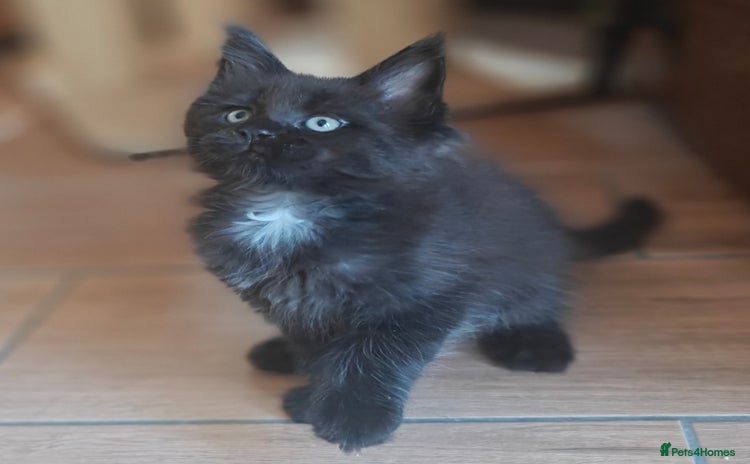 Maine Coon cats - Advert 1