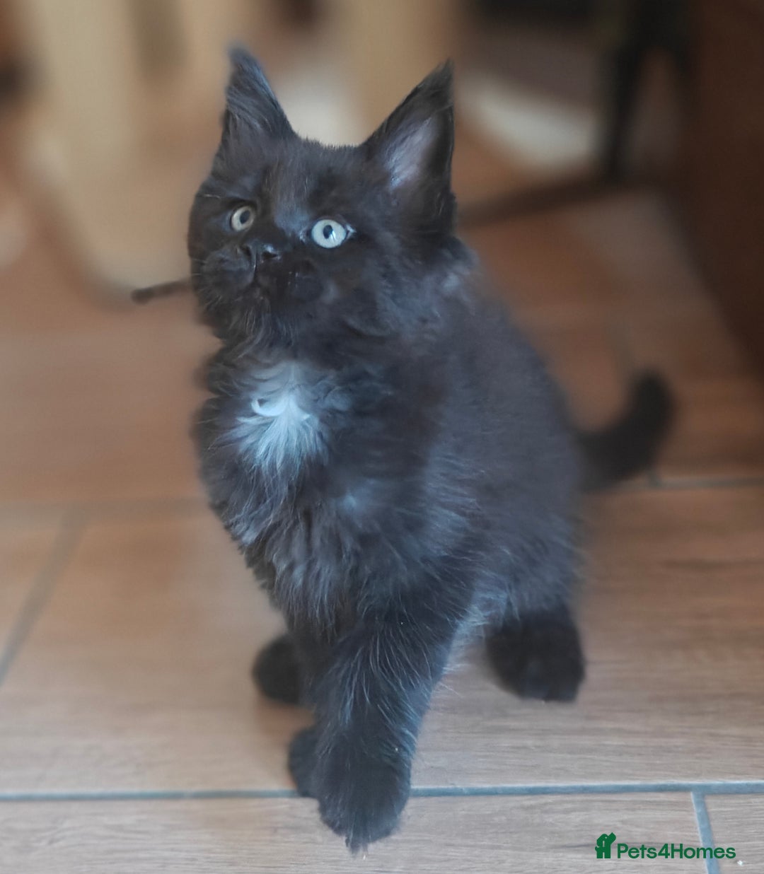 Maine Coon cats for sale: Adorable GCCF Black smoke Maine Coons kittens  - Image 4