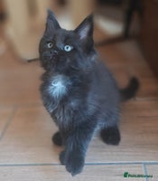 Maine Coon cats - Advert 8