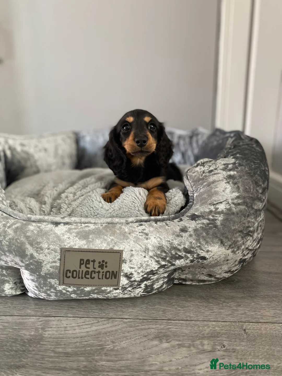 Miniature Dachshund dogs for sale: Miniature dachshund re home  - Advert 4