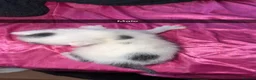 Mixed Breed cats for sale: 5 kittens looking for a forever home  - Advert 3