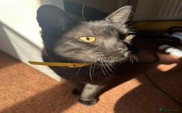 Egyptian Mau cats for sale: Beautiful Male Egyptian Mau x Kitten for Rehoming - Image 3