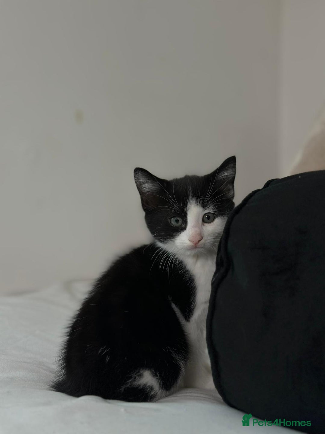 Mixed Breed cats for sale: 4 Maine coon kittens available now  - Advert 13