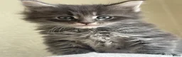 Maine Coon cats for sale: Maine Coon boy  - Advert 13