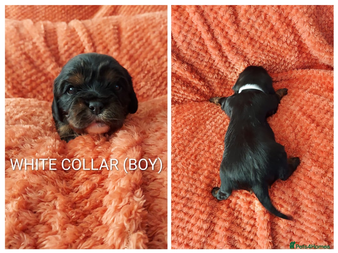 Cavalier King Charles Spaniel dogs for sale: GREAT QUALITY CKCS PUPPIES ( DWKC REGISTERED)/DNA - Advert 16