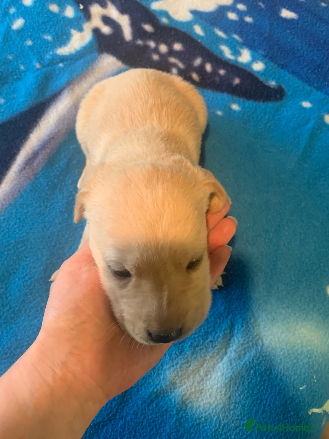 Labrador Retriever dogs for sale: Labrador puppys - Image 19