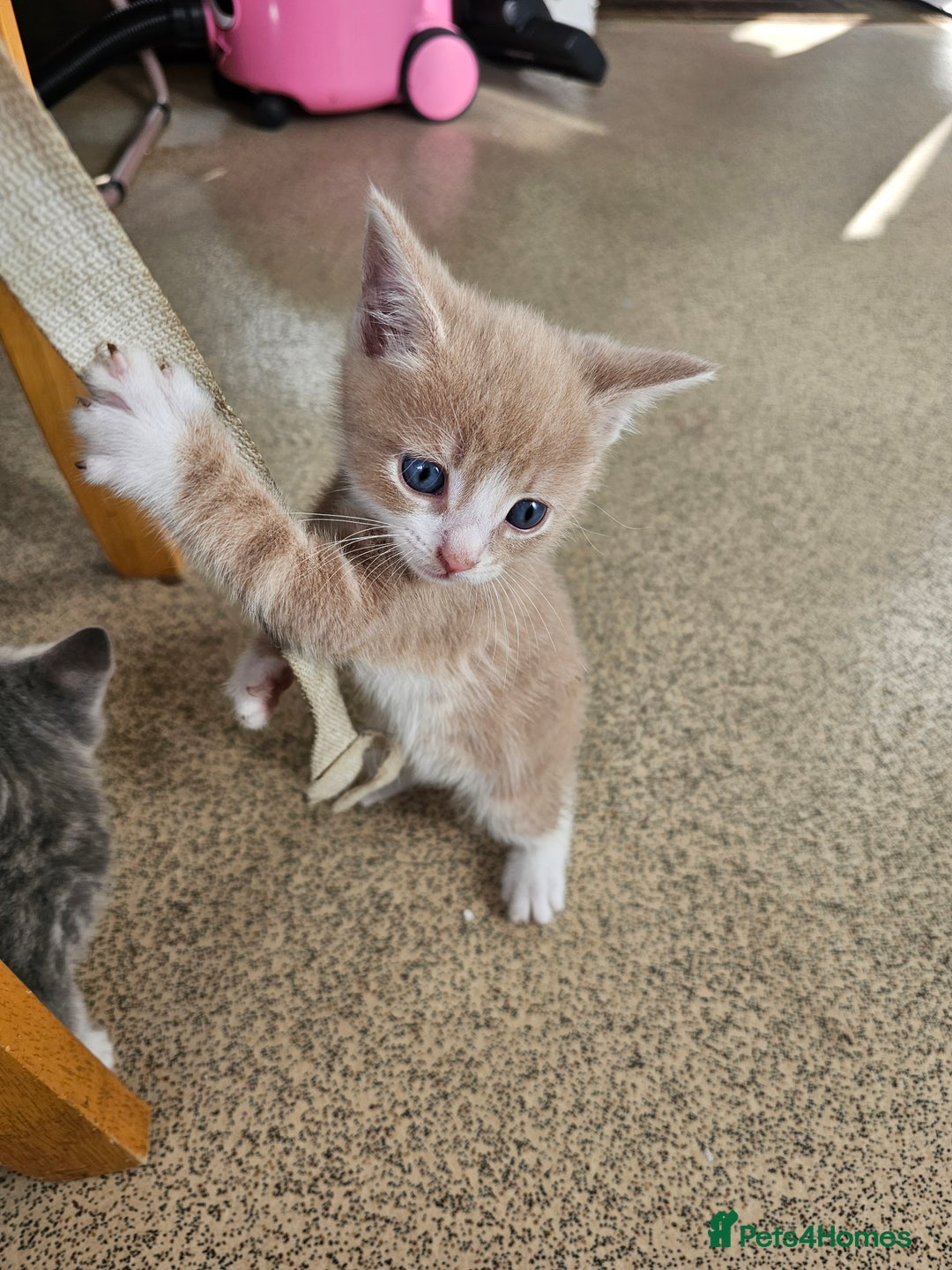 Mixed Breed cats for sale: 2 little ginger boys  - Image 2
